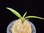 려인 麗人 Ryeoin (Ruby root)