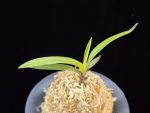 려인 麗人 Ryeoin (Ruby root)