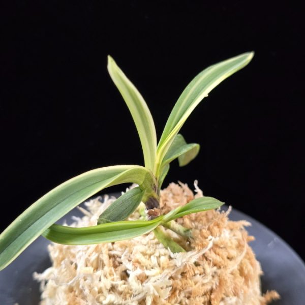 서학 西鶴 Saikaku