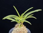 옹 翁 Okina (Ruby root)