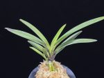 대하 大河 Daeha(Taiga) (Ruby root)