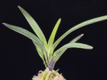 대하 大河 Daeha(Taiga) (Ruby root)