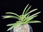 화의 花衣 Hanagoromo
