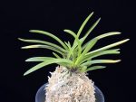 화의 花衣 Hanagoromo