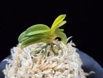 수해호반 樹海虎班 Jukaitora