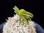 수해호반 樹海虎班 Jukaitora