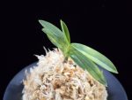 정설 淀雪 Jeongseol (Daiunkai*Yodo no matsu)