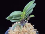 여추 女雛 Yeochu (Mebina)