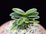 취월호 翠月湖 Chwiwolho(Seedling)