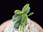 취월호 翠月湖 Chwiwolho(Seedling)