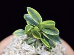 취월호 翠月湖 Chwiwolho(Seedling)