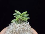 취월호 翠月湖 Chwiwolho(Seedling)