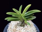 대장금 大壯錦 Daejanggeum(Daiso Nishiki)
