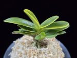대장금 大壯錦 Daejanggeum(Daiso Nishiki)
