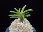 대장금 大壯錦 Daejanggeum(Daiso Nishiki)