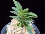 봉옥 鳳玉 Hougyoku