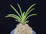 옥향로 玉香爐 Tamakoro