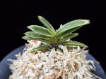 은사시 銀沙施 Eunsasi (Honghyeon*Ginseikan)