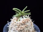 은사시 銀沙施 Eunsasi (Honghyeon*Ginseikan)
