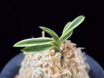 소풍 笑風 Sopung