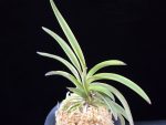 수홍 琇紅 Suhong