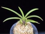 수홍 琇紅 Suhong