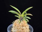 음풍 吟風 Ginpu