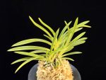 삼각산 三角山(曼珠沙華) Manjushage