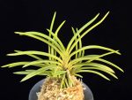 삼각산 三角山(曼珠沙華) Manjushage