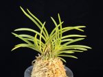 삼각산 三角山(曼珠沙華) Manjushage