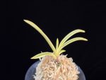 태극관 太極冠 Teageukgwan
