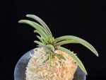 신라 新羅 Sinra (Shiragi)