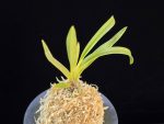 준하모단 駿河牡丹 Surugabotan (ruby root)