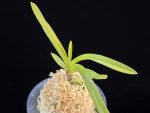 준하모단 駿河牡丹 Surugabotan (ruby root)