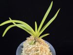 준하모단 駿河牡丹 Surugabotan (ruby root)