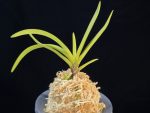 준하모단 駿河牡丹 Surugabotan (ruby root)