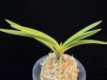 준하모단 駿河牡丹 Surugabotan (ruby root)