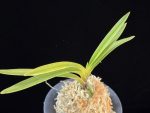 준하모단 駿河牡丹 Surugabotan (ruby root)