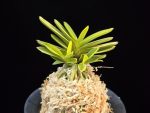 옥잠 玉簪 Okjam