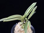 서시 西施 Seosi(Seishi)