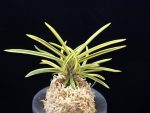천혜복륜 天恵覆輪 Tenkei Fukurin