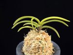 귀모단 貴牡丹 Kibotan