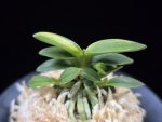 취월호 翠月湖 Chwiwolho(Seedling)