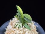 취월호 翠月湖 Chwiwolho(Seedling)