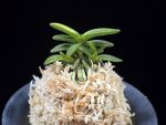 취월호 翠月湖 Chwiwolho(Seedling)