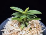 취월호 翠月湖 Chwiwolho(Seedling)