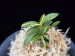 취월호 翠月湖 Chwiwolho(Seedling)
