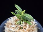 취월호 翠月湖 Chwiwolho(Seedling)