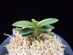 취월호 翠月湖 Chwiwolho(Seedling)