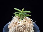취월호 翠月湖 Chwiwolho(Seedling)
